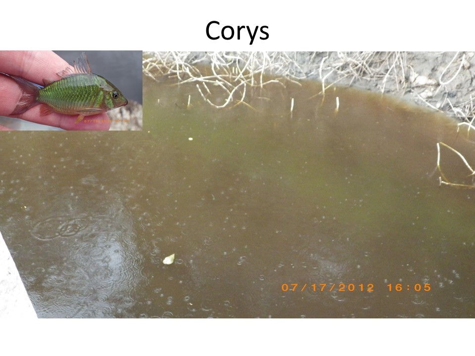 Cory catfish migration.jpg